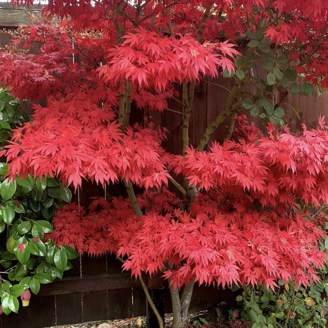 红枫树苗红舞姬适合庭院别墅种植地栽盆栽耐寒易活