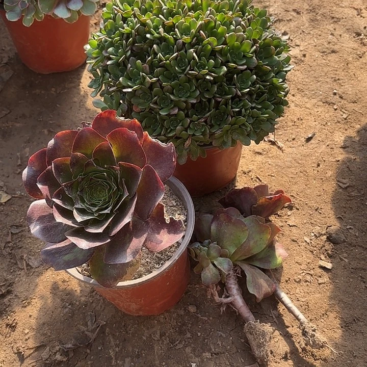 陌***陌多肉植物法师4颗40