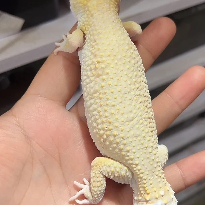 宇***纆豹纹守宫大体种母