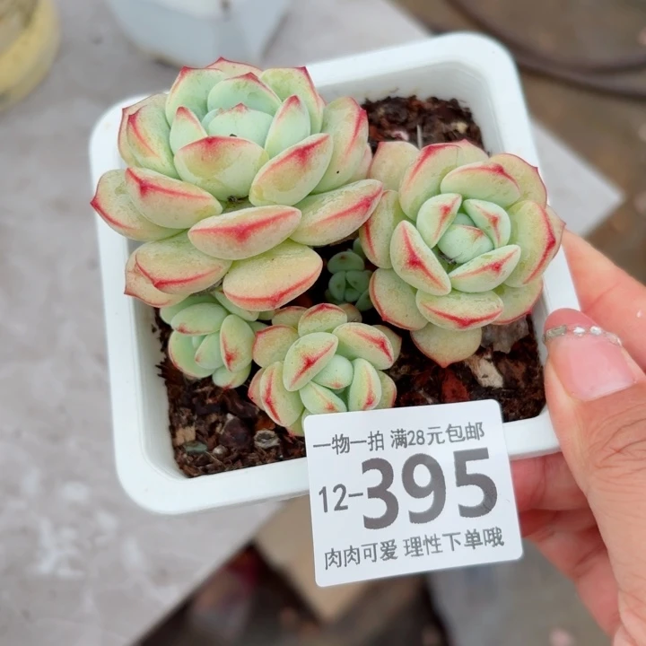 白底香草多肉多肉多肉多肉多肉