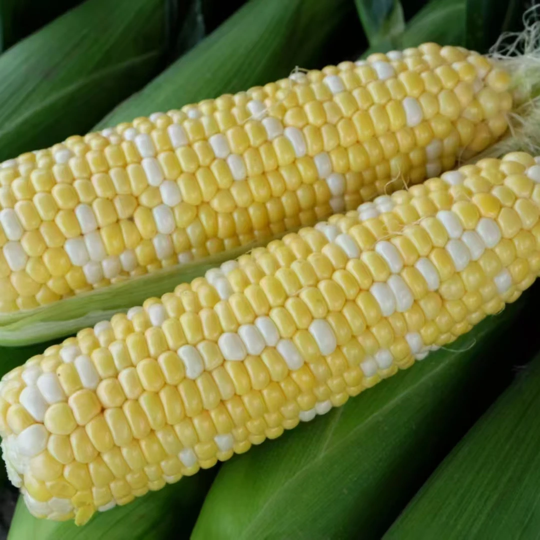 苍岭水果玉米7根水果玉米江苏省