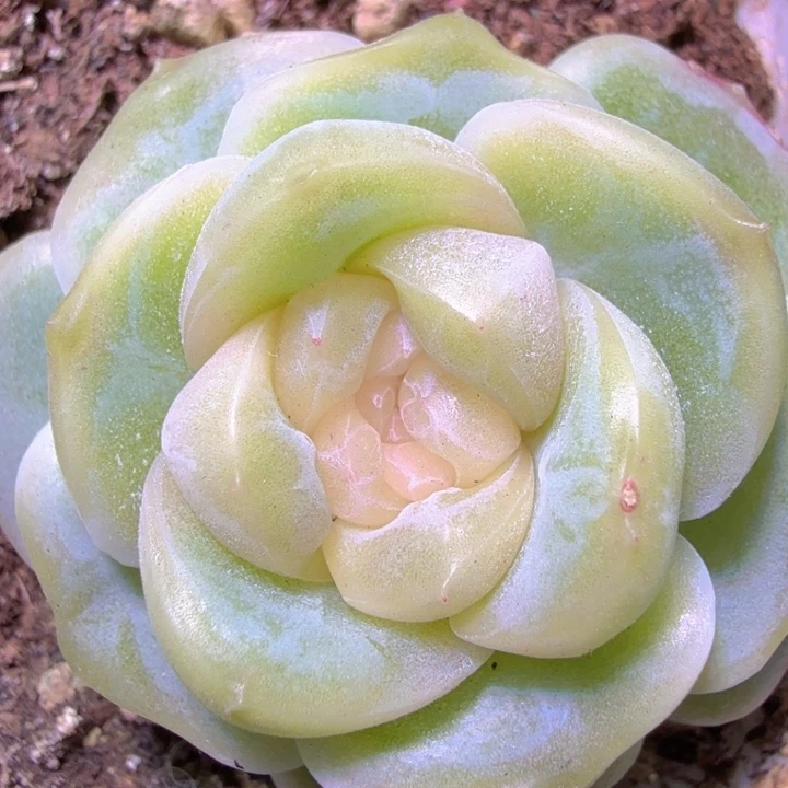 良辰开播福利啦啦