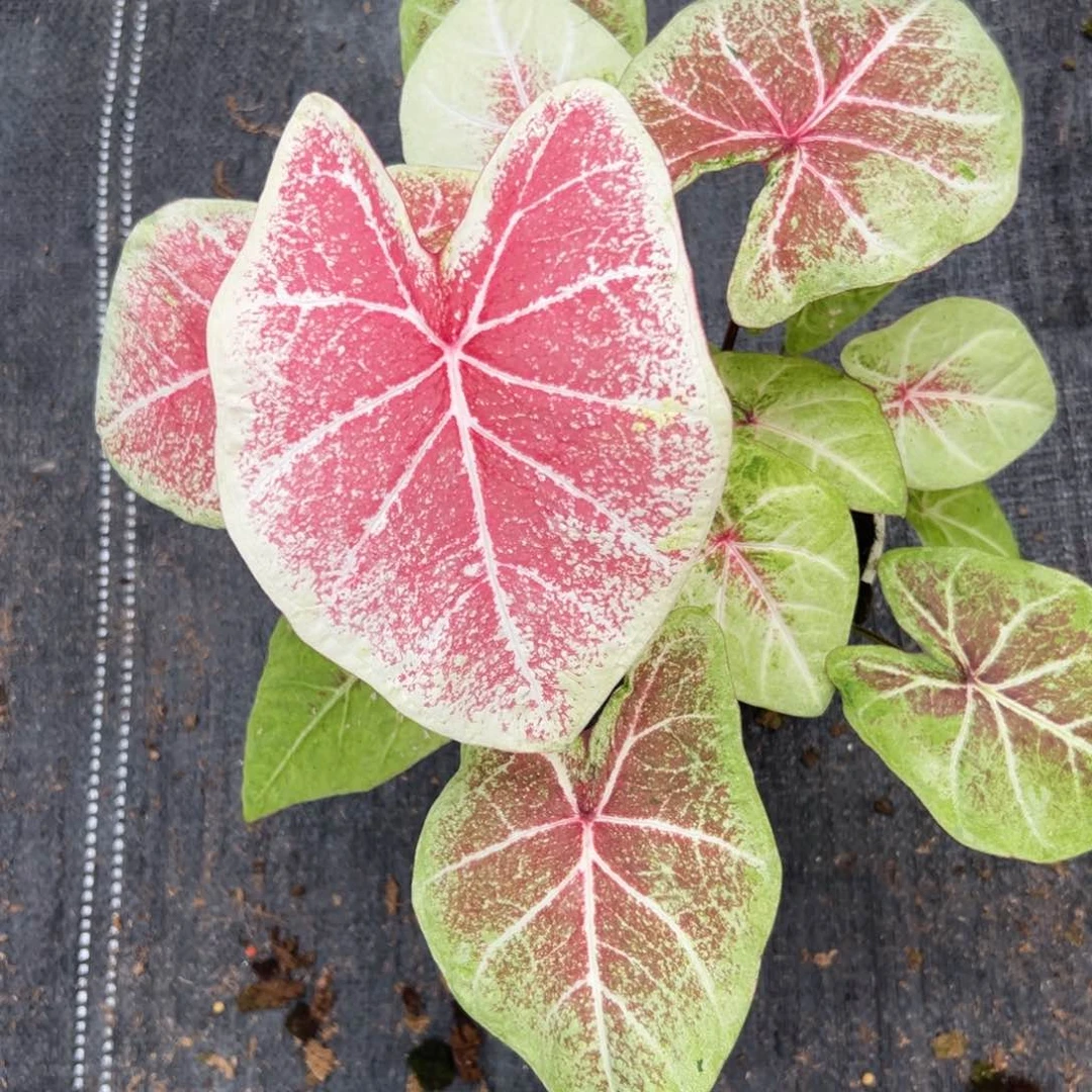 m***文无花朵水蜜桃45678