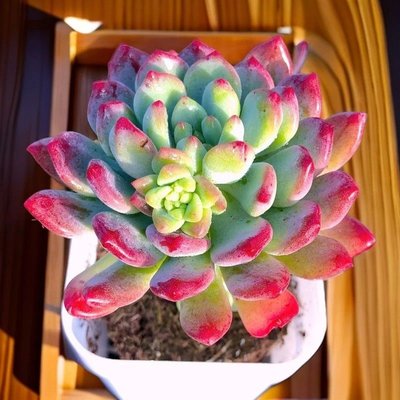 【满9.9包邮】蓝苹果单双头6.5㎝盆多肉植物以直播间展示为主