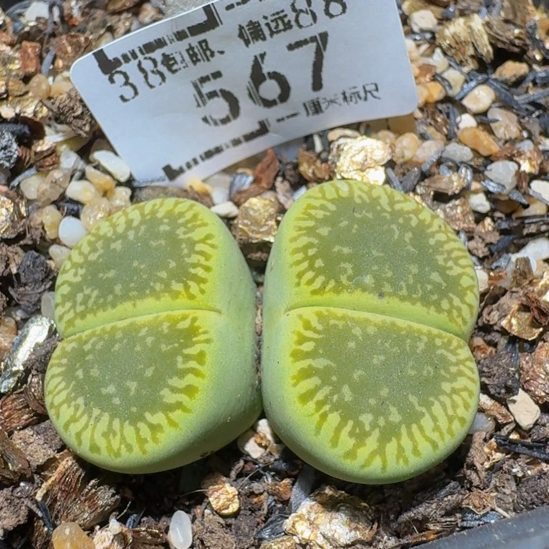 Ssss精品生石花567