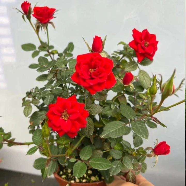 微月超微越南小姑娘正红色勤花爆花重瓣月季四季开好养易活小盆栽