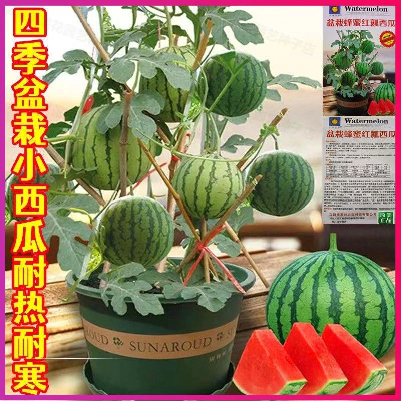 【买二送一】超甜蜂蜜小西瓜种子薄皮无籽小西瓜四季种植阳台盆栽