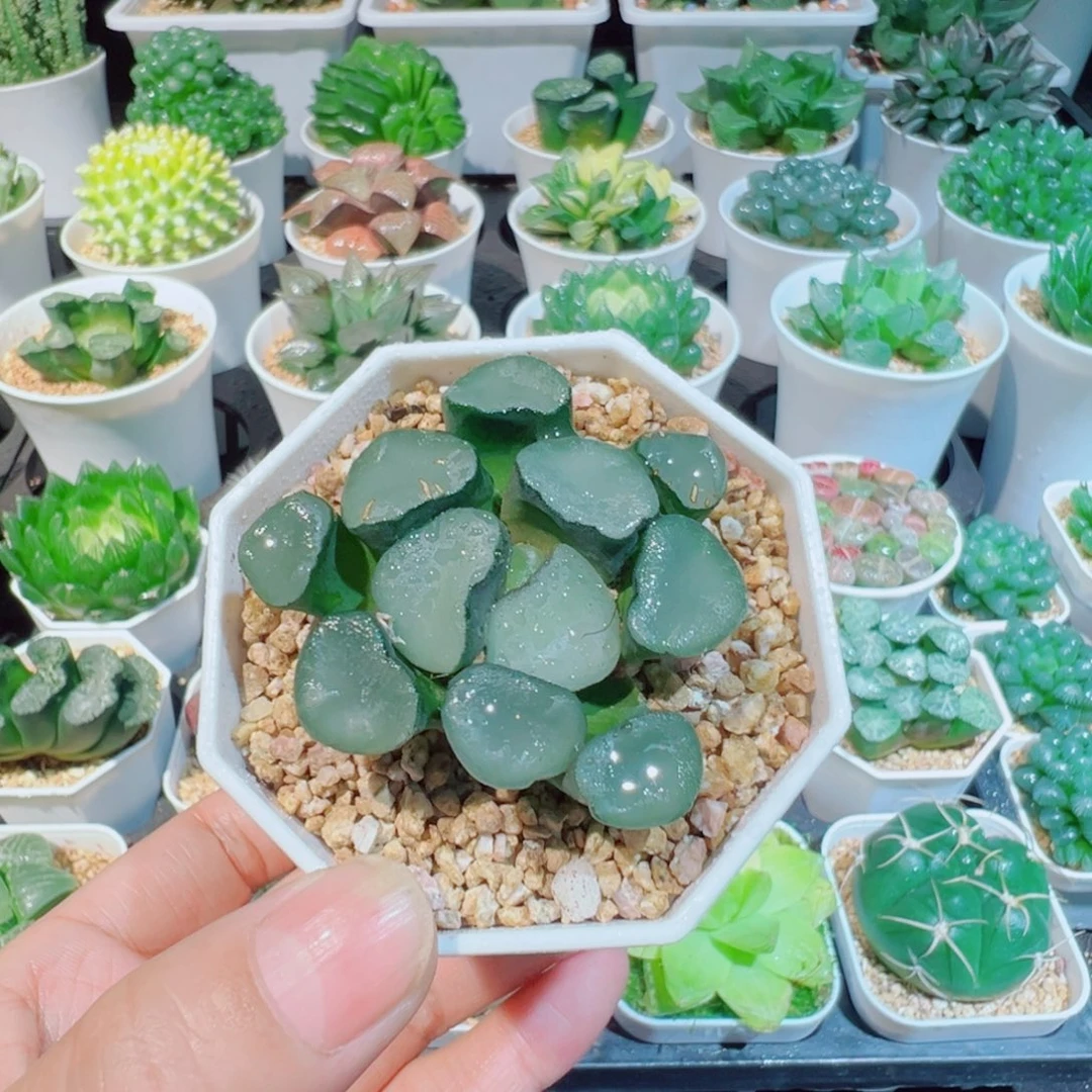 空门万象多肉888999