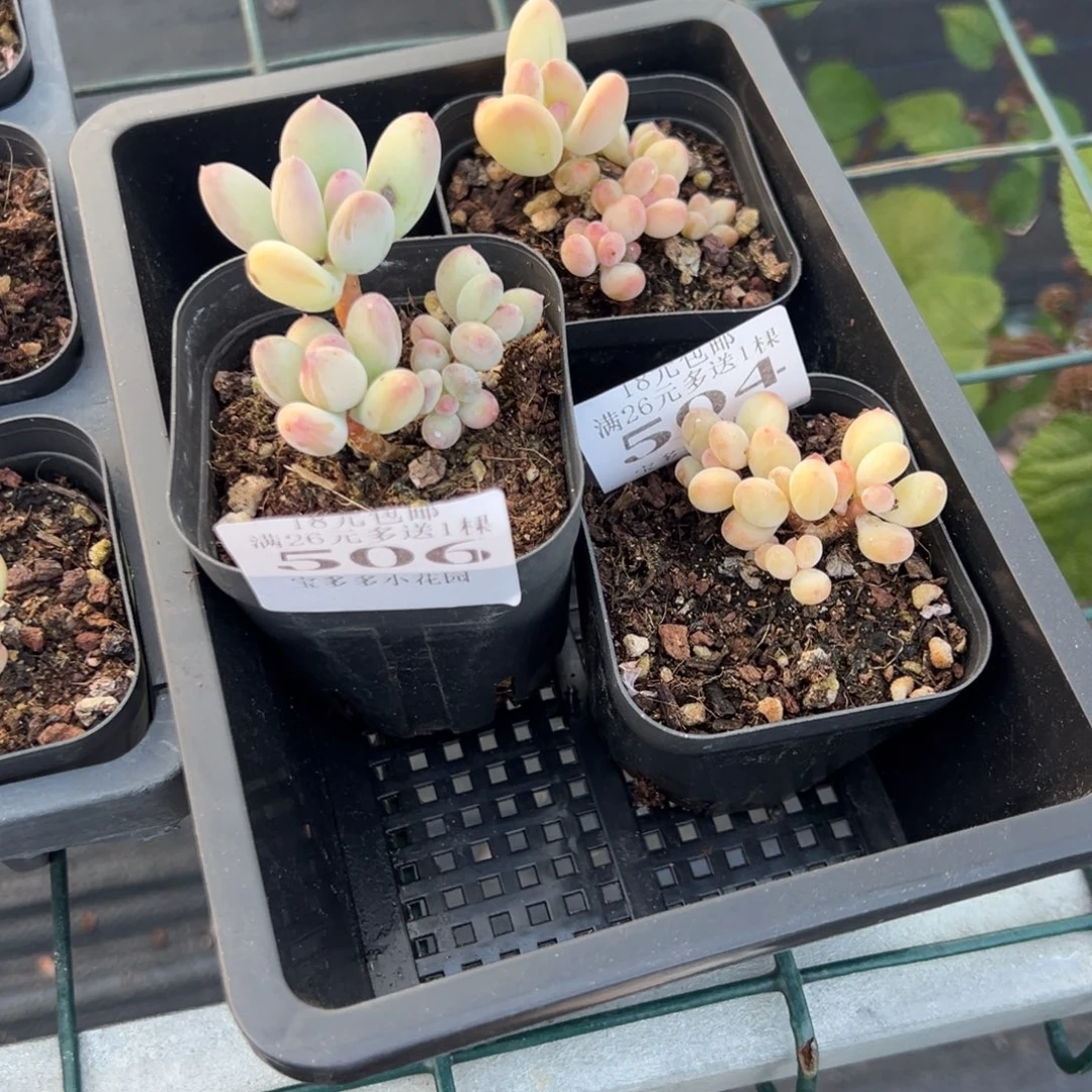 多***儿506号三日月美人 到手3颗一物一拍