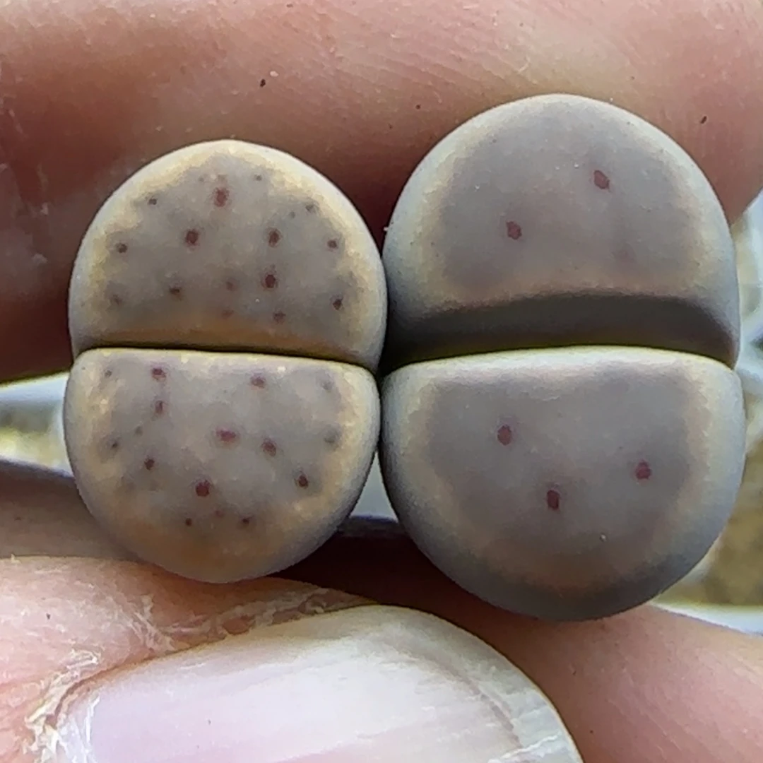 977 清框福利30包邮