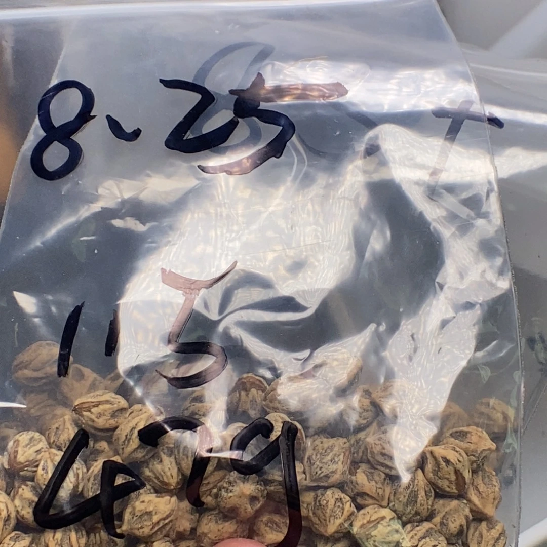面***包吊坠柏香籽/百香籽