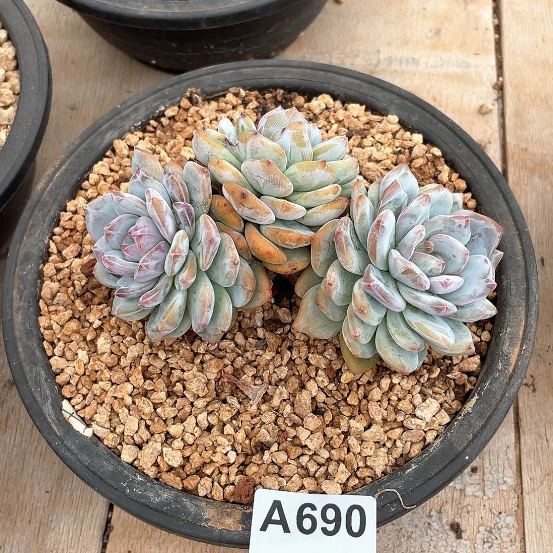 690多肉植物多肉植物