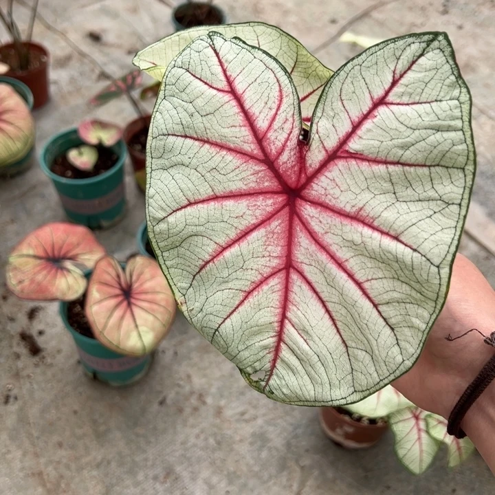 多***小不开花植物A807老叶有叶损不包种球大小不包叶损