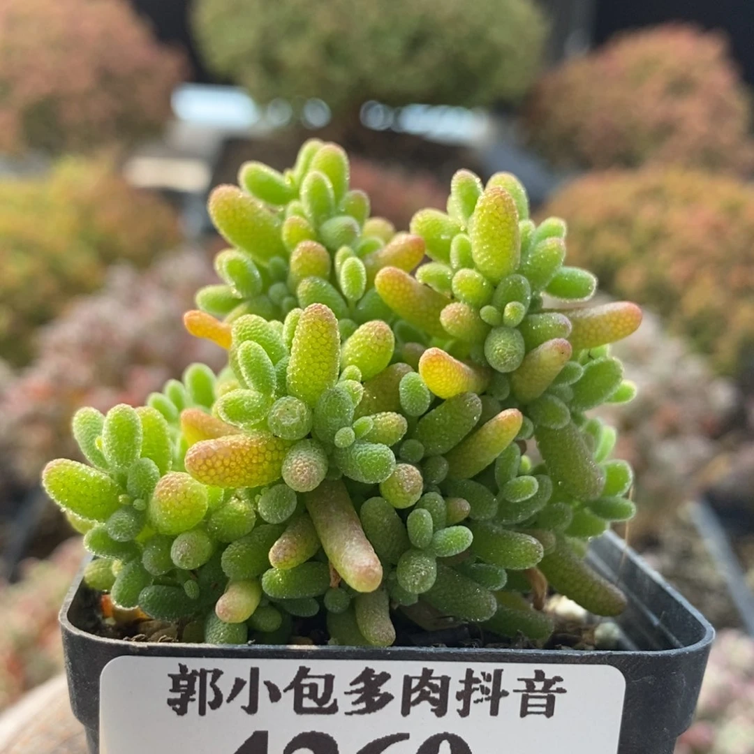 金橘糖球4260枝干番杏