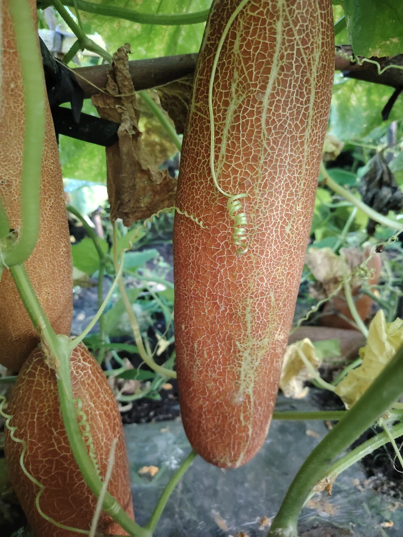 东北地产新鲜老黄瓜皮薄酸脆多汁农家蔬菜