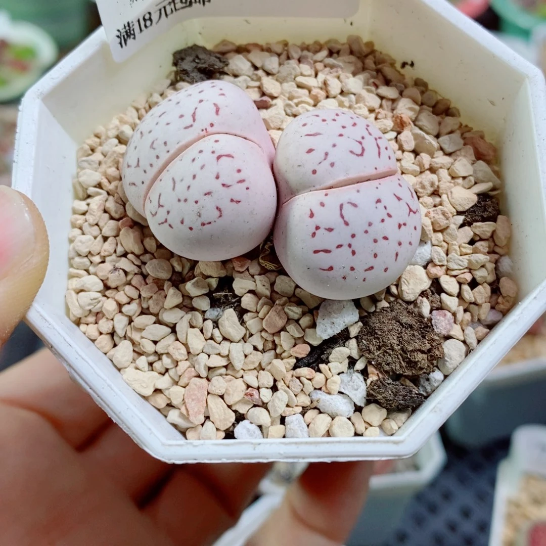 生石花花花花花花花133