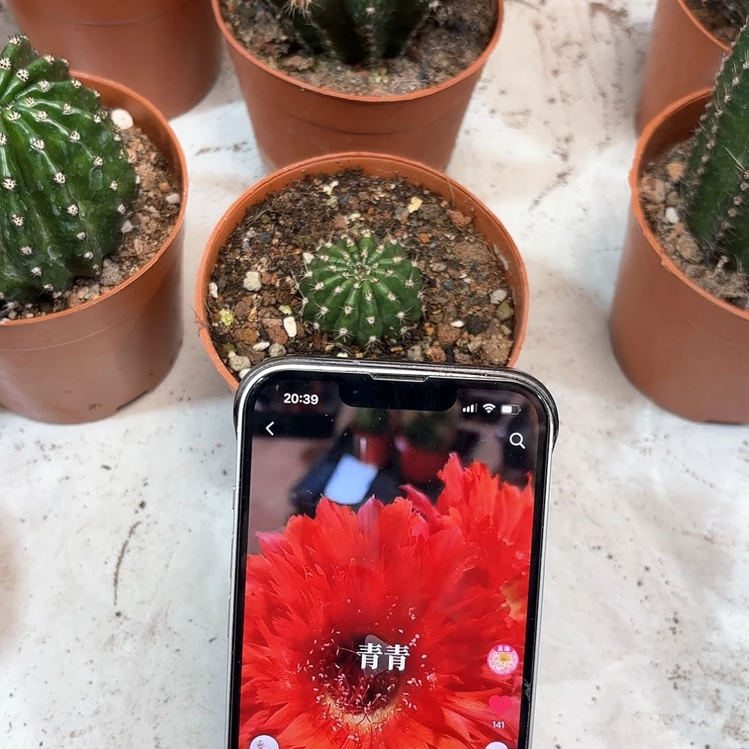 朵*彩草18号3公分左右带根