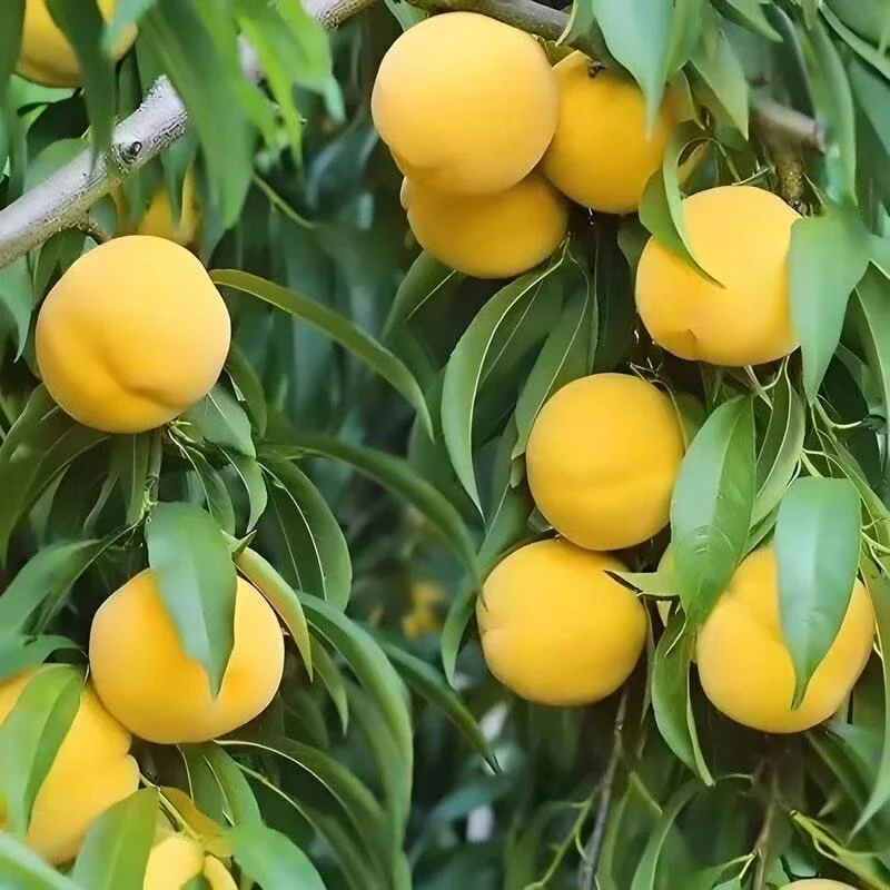 金钻黄桃 6月底成熟，挂树40天不软，15—18个糖，适合南北方种植