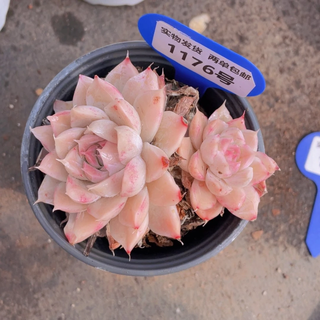 1176号粉麦秆双头不包整一个