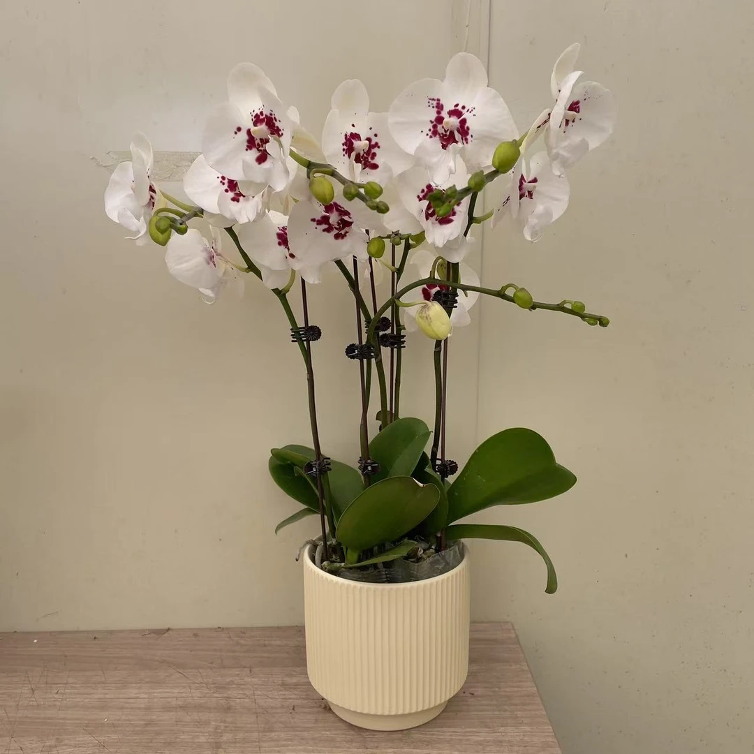 《踏雪寻梅》精品蝴蝶兰 好养耐养 花色娇艳 室内花卉