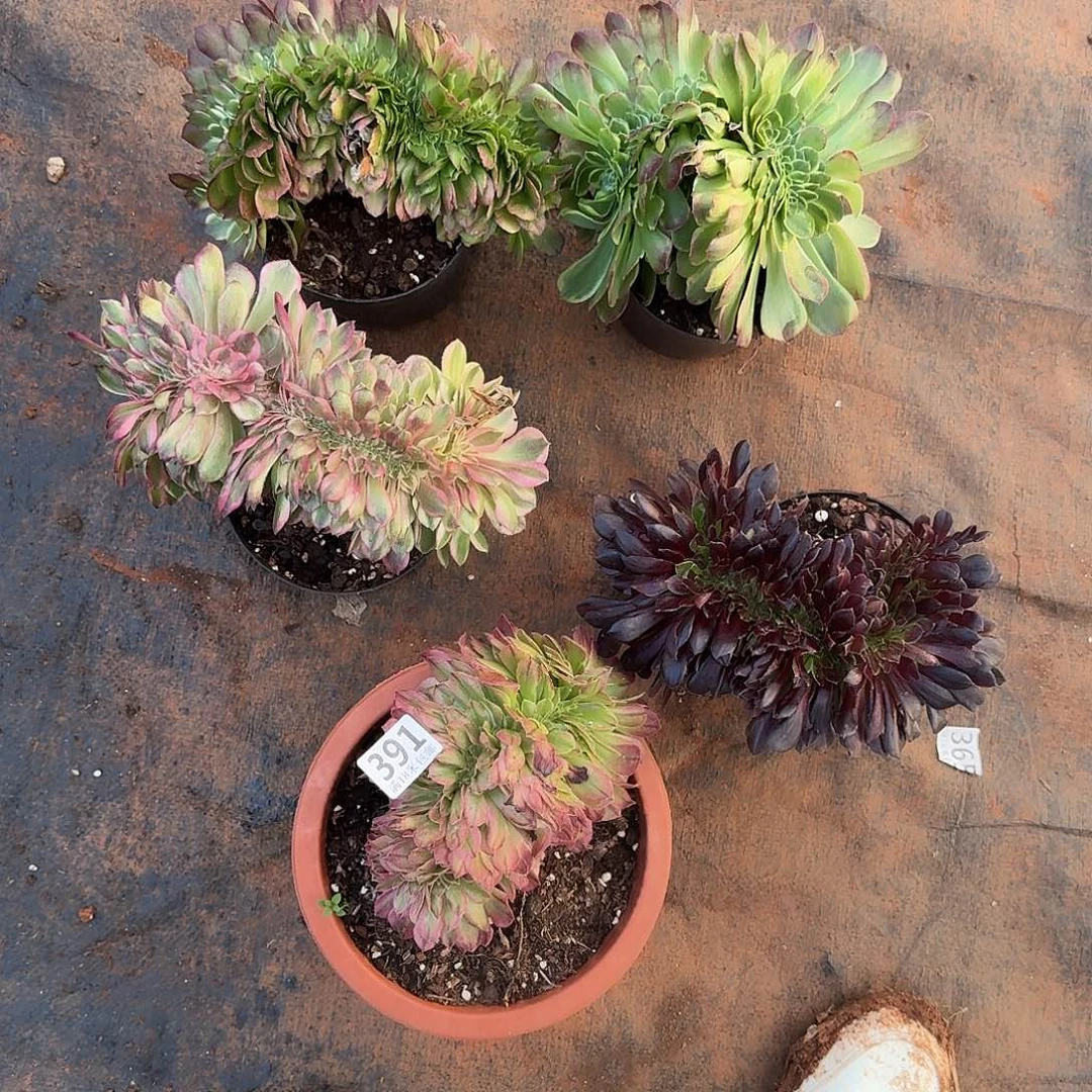 391法师缀化5个不同品种