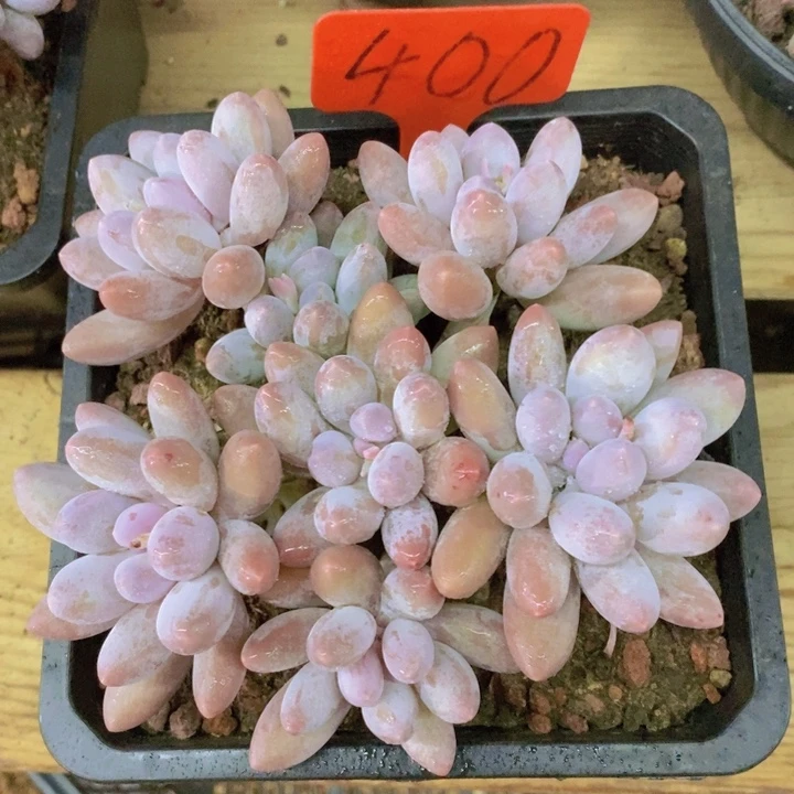 这一期太有意思咯太