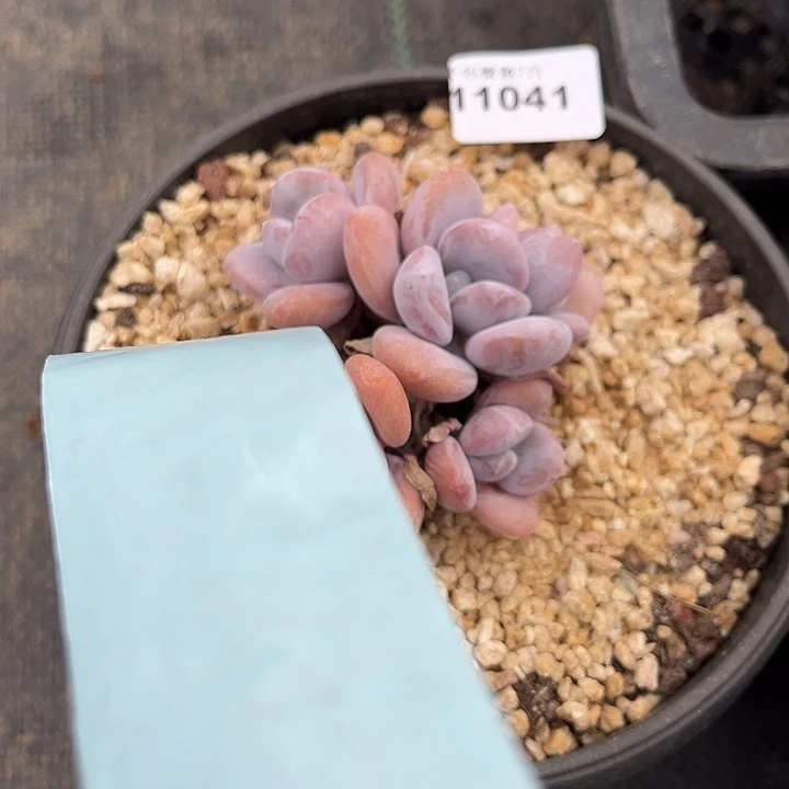 娄***馆阿雅园艺。    11041