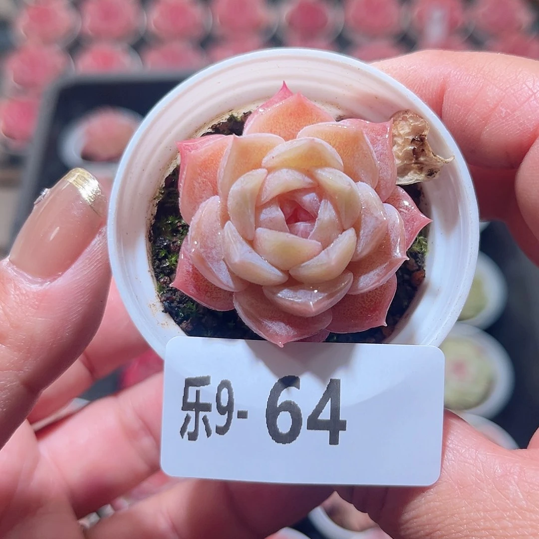 乐9-64 纯爱单头