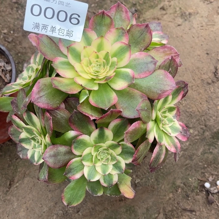 0006粉海王的的的