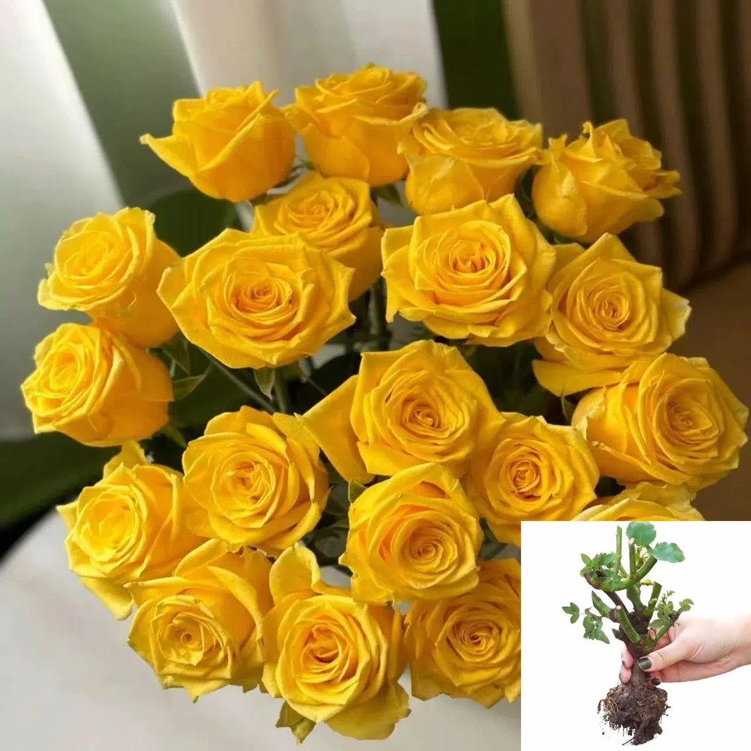 A11【金枝玉叶】云南玫瑰花老桩大苗大花浓香月季盆栽地栽室内室外