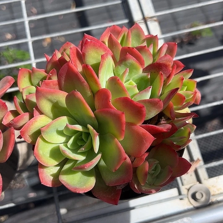 绮罗群生多肉植物