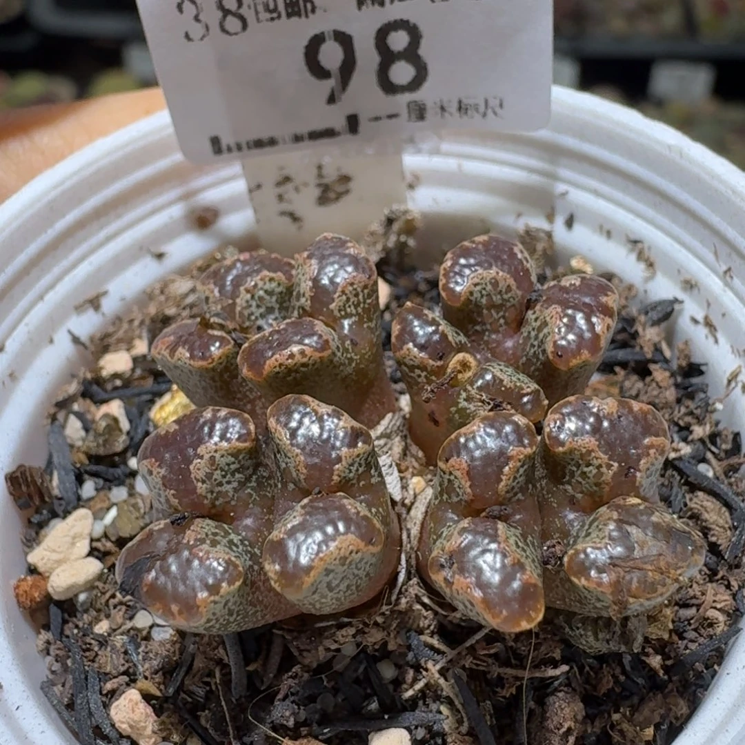 Ssss便宜出了清仓98