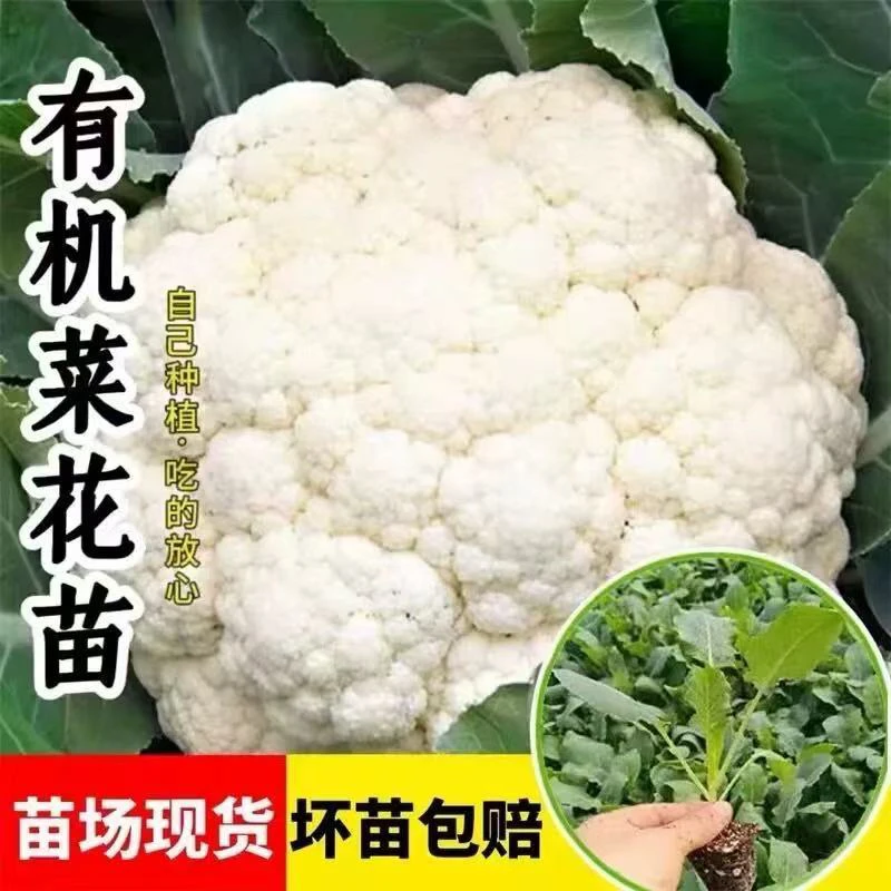有机花菜苗秋冬耐寒适合阳台庭院四季种植