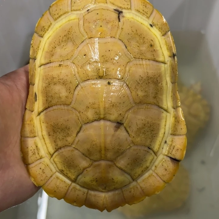 绿毛龟母16.5厘米悖论母