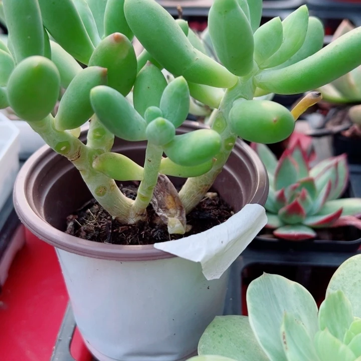 芒果奶多肉植物多肉植物