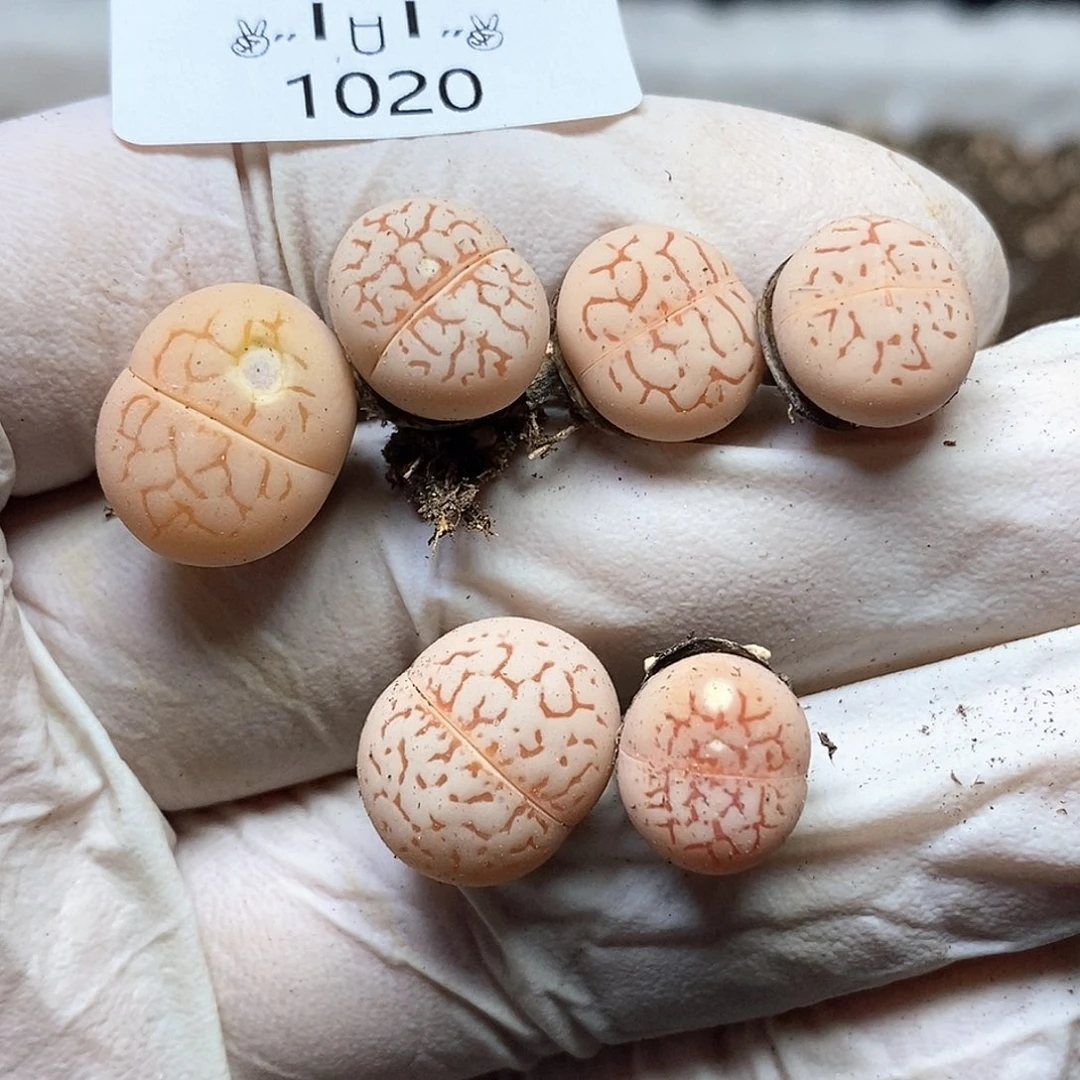 ?***?1020。零下拍保温。