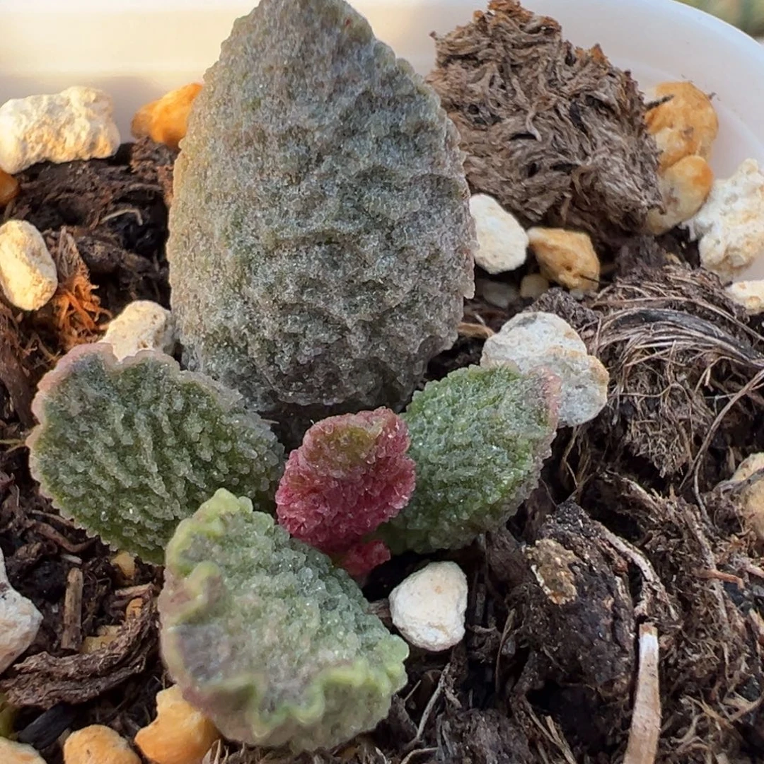 大鱼海棠带倒刺多肉植物