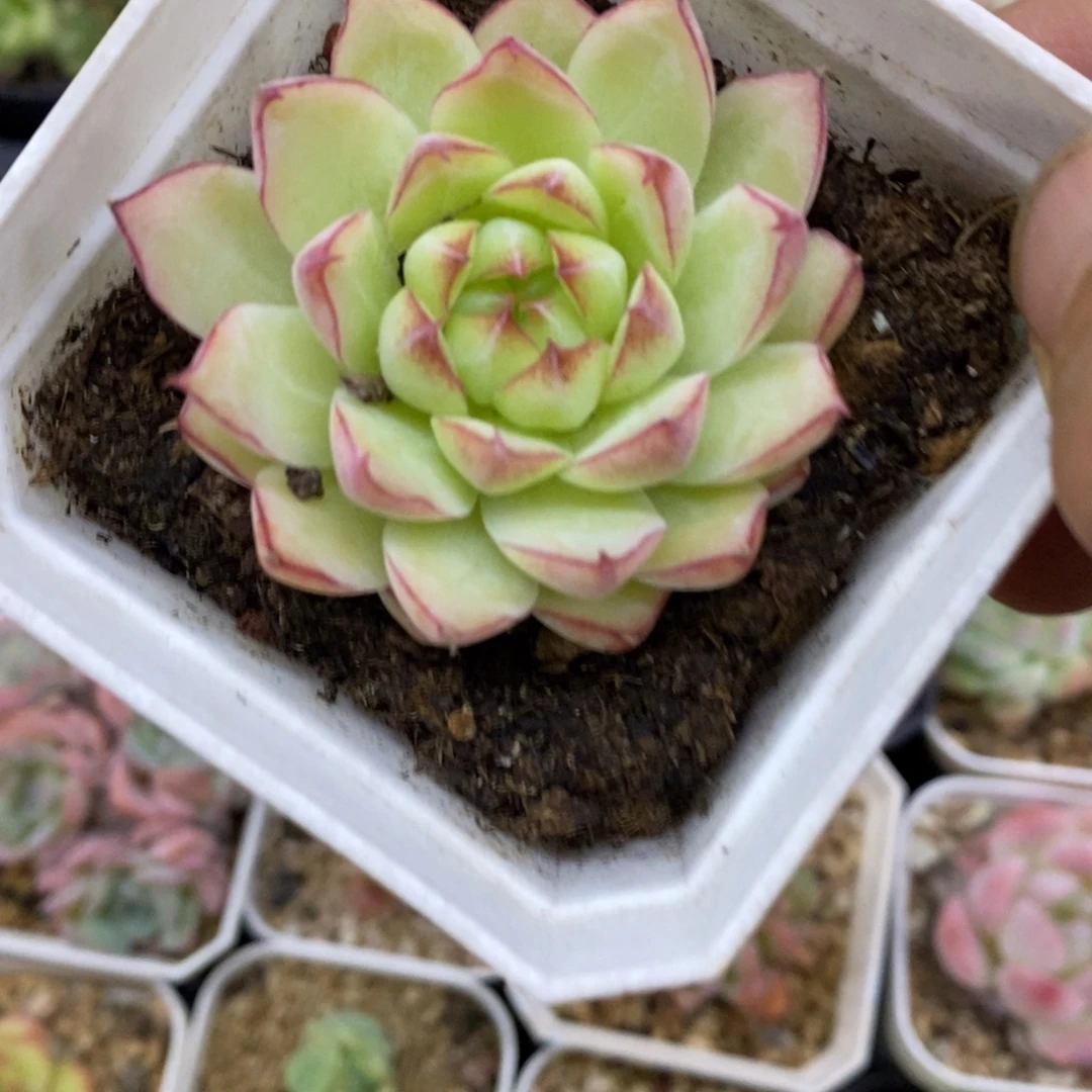 精品多肉一物一拍不包整8