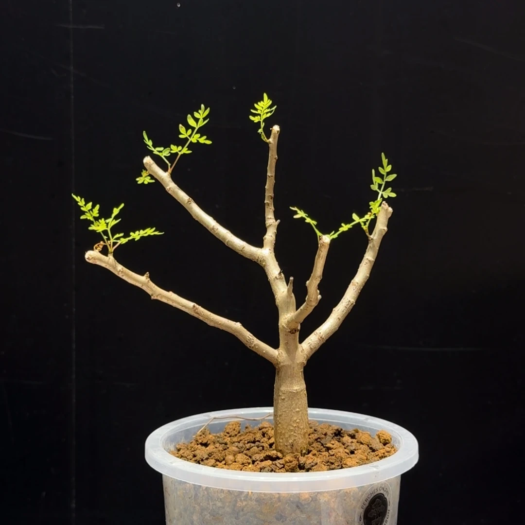 皮皮虾裂榄粉丝团