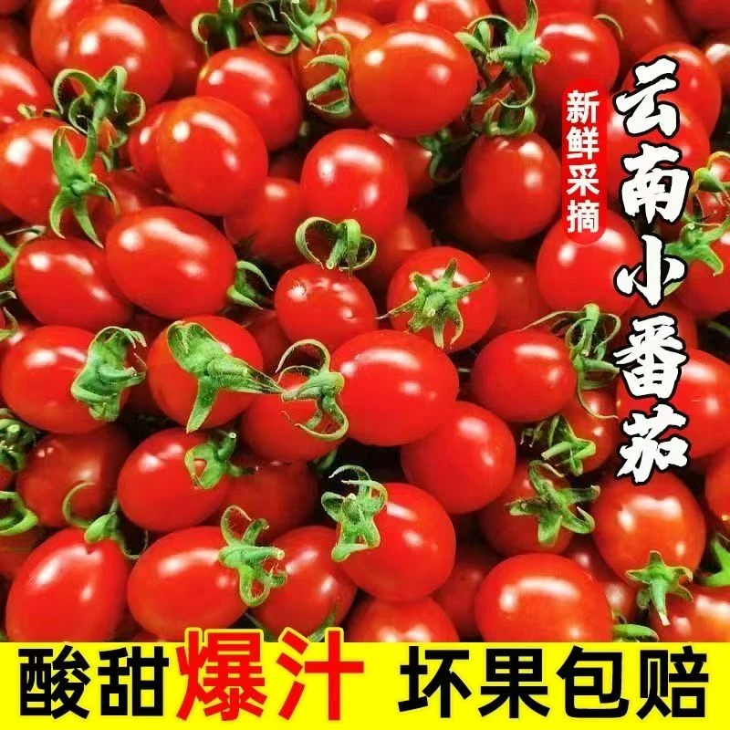 【纯甜多汁】应季头茬自然熟云南千禧圣女果小番茄酸甜可口当季水果