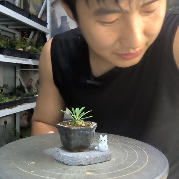 た***よ中青园艺一物一拍167