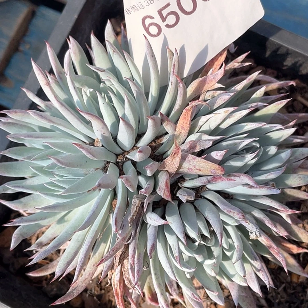 【闪购商品】奴婢吉纳