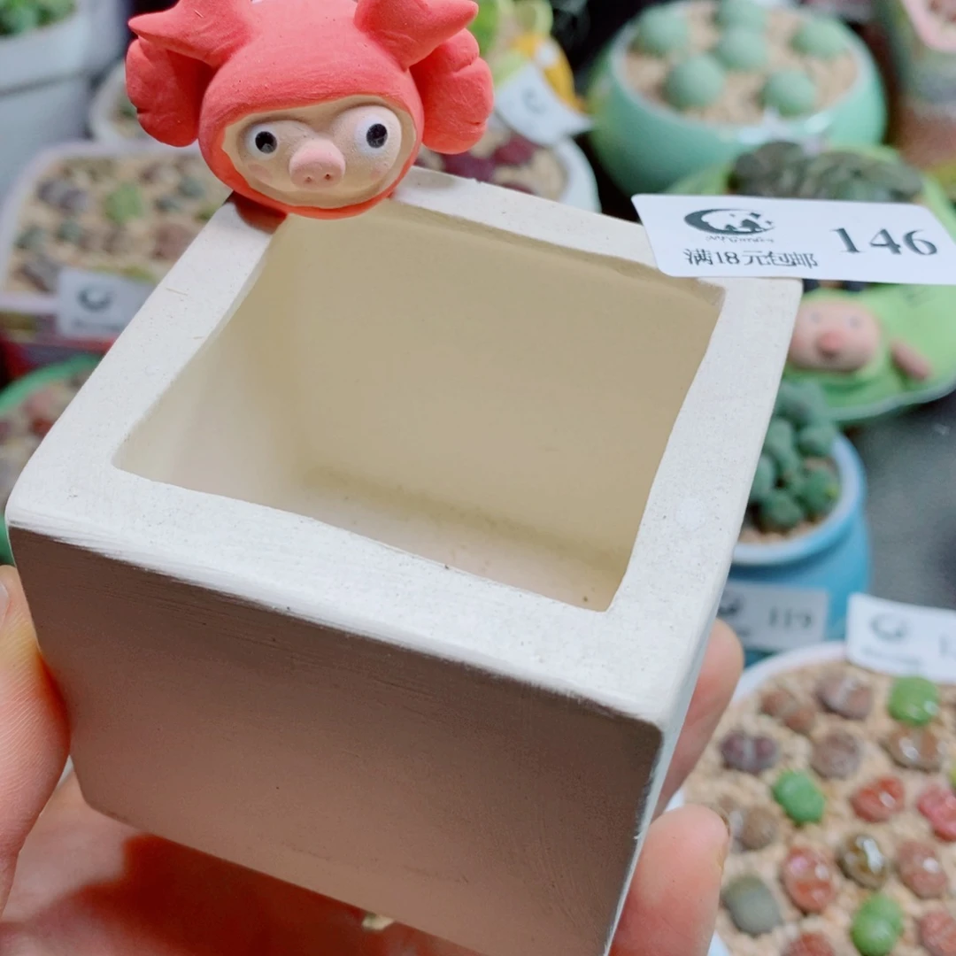 小***泡生石花花花花花花花146