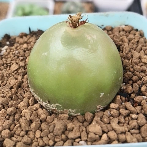 多肉肉锥 3.5Cm 大灯泡