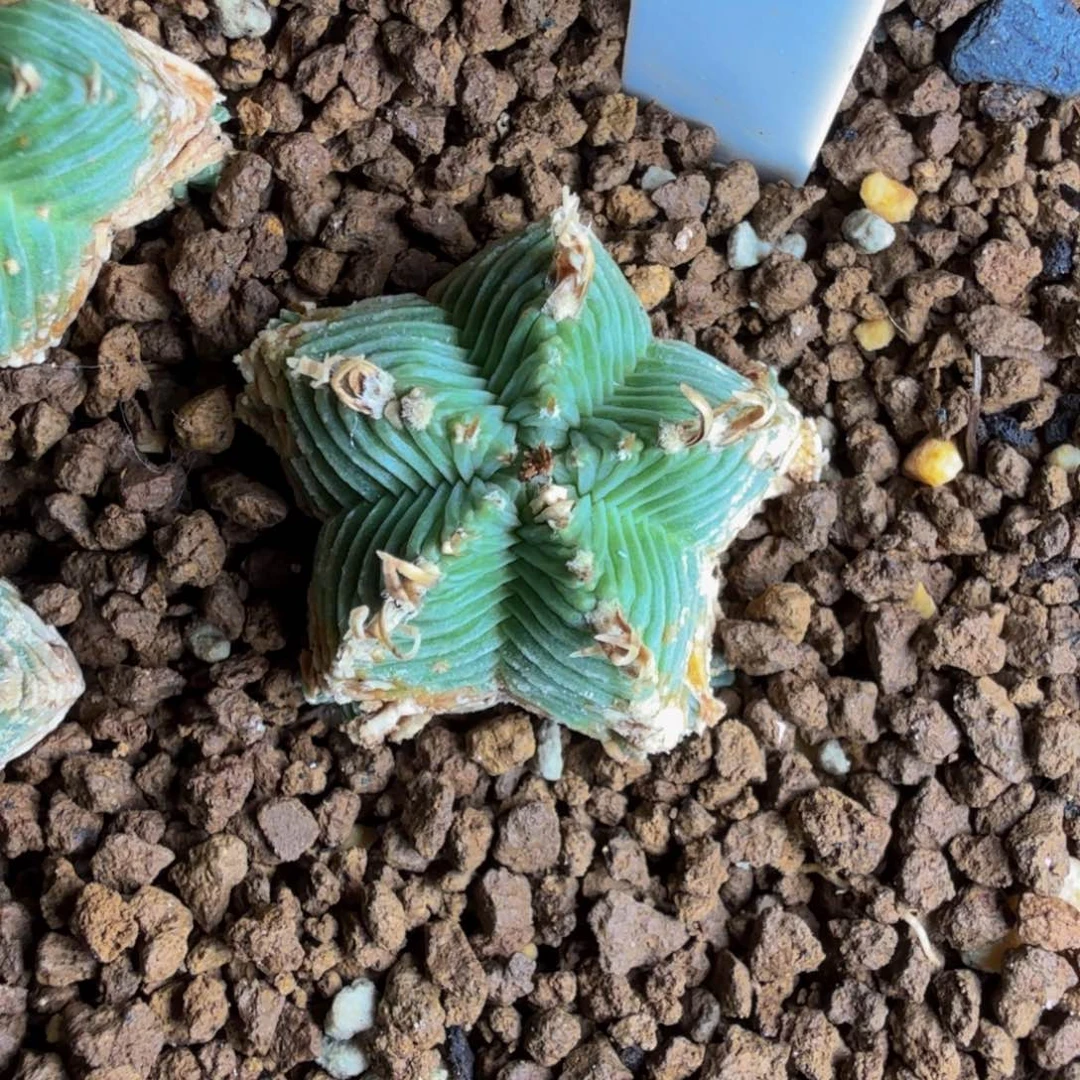 S***F五星红龙 实生专拍