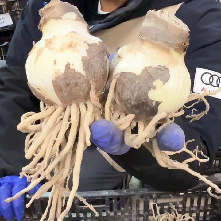 2颗装，天仙美女直径5-6厘米