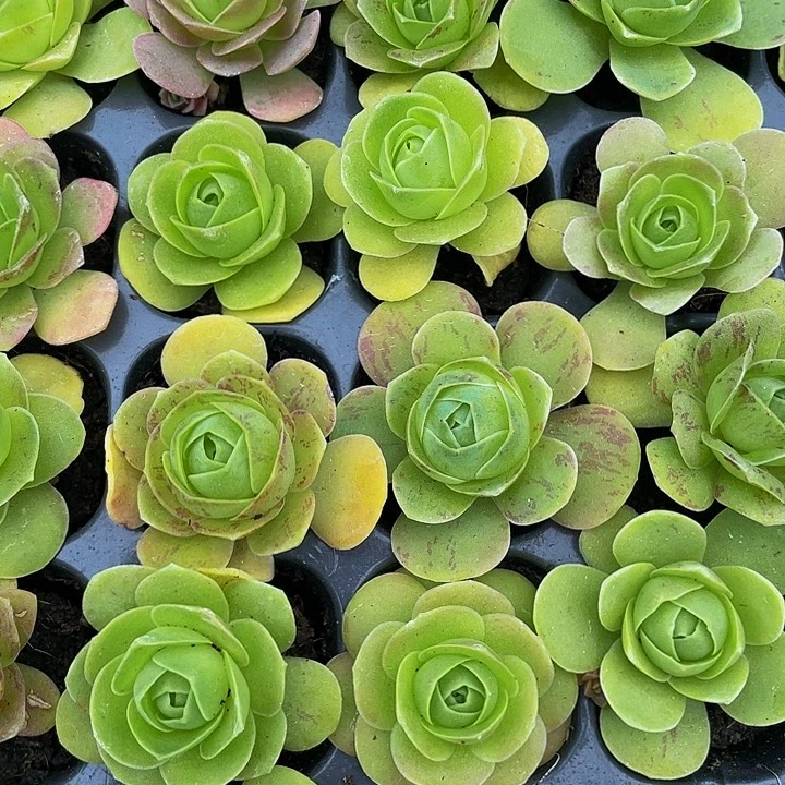 5颗小鸡蛋玫瑰5颗一组