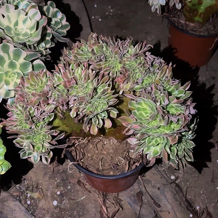 男神多肉植物不售后量拍缀化
