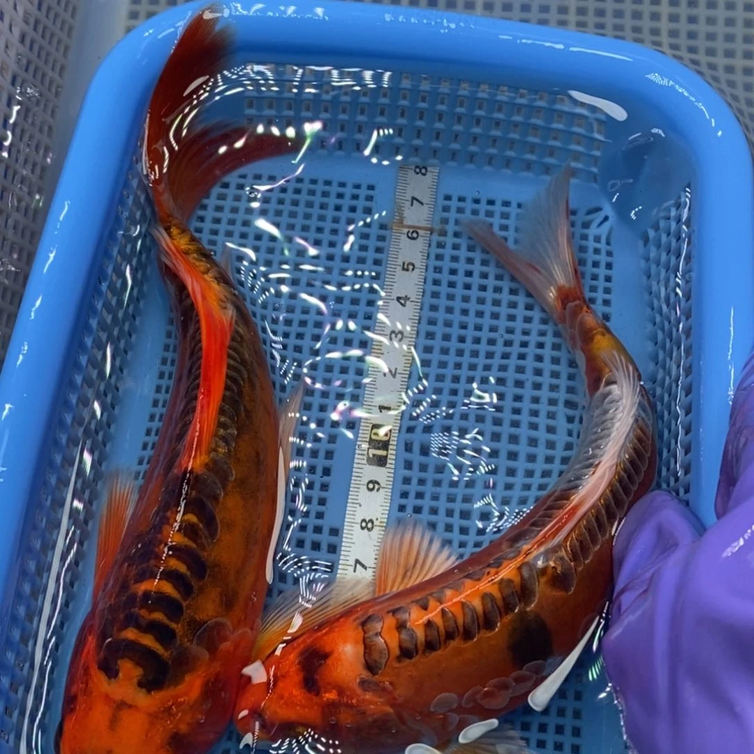 锦鲤冷水锦鲤包邮