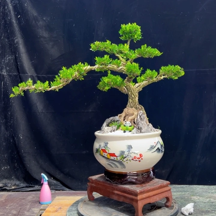 无花朵盆景黄杨四季常绿